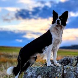 Border Collies from Pinpoint Border Collies
