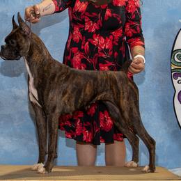 Boxers from RayJen Cajun Boxers