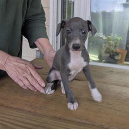 Boy 1 - Blue male Italian Greyhound puppy in Frederick, Maryland from Celeste Italian Greyhounds