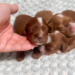 Hershey - Red and white male Cockapoo puppy in Pledger, Texas from Sugarbear Cockapoos
