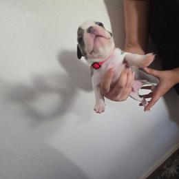 Red - Lilac male Boston Terrier puppy in Red Rock, Arizona from Aronow Pups