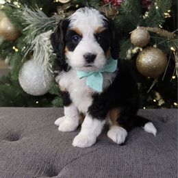 Marlowe - Tri-color female Bernedoodle puppy in Murray, Utah from Sun Valley Doodles