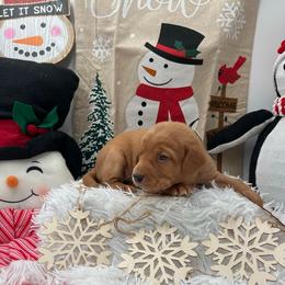 Black collar - Yellow male Labrador Retriever puppy in Heath Springs, South Carolina from Rich Hill Retrievers