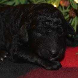 Poodle Puppies from Piney Woods Standard Poodles