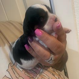 Boy 1 - Tri-color male Cavalier King Charles Spaniel puppy in Spanaway, Washington from Roy-alty Cavaliers