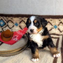 Cheyenne - Black rust and white Bernese Mountain Dog puppy in Findlay, Ohio from Rafter 58 Bernese Mountains and Bernedoodles