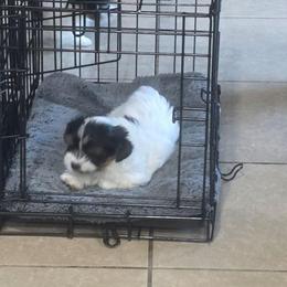 Pixie - Black tan and white female Biewer Terrier puppy in Tucson, Arizona from Treasures of Neptune Cove
