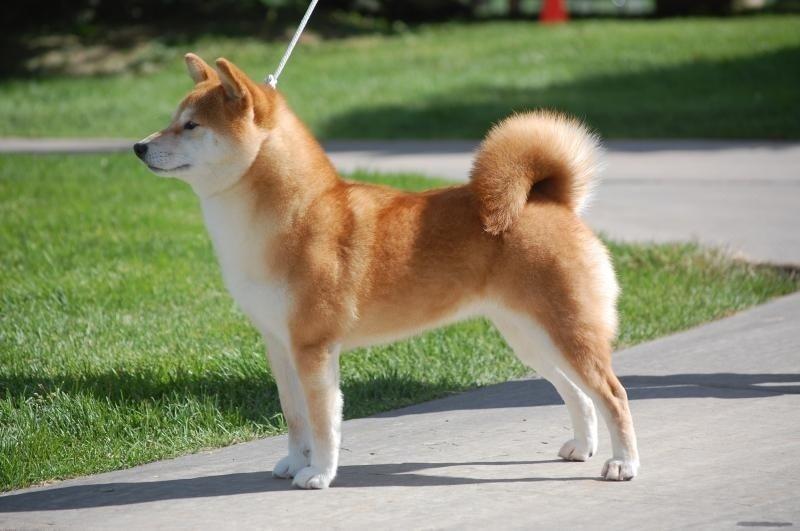 Roki Yama Shibas in Colorado | Shiba Inu puppies | Good Dog