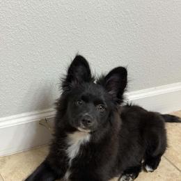 Snicker - Black parti male Pomeranian puppy in Fort Myers, Florida from Poms in Paradise