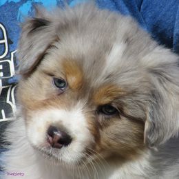 Australian Shepherd Puppies from Parsons Australian Shepherds
