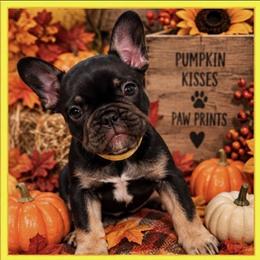 Gigi - Black and tan female French Bulldog puppy in Conroe, Texas from SFLK