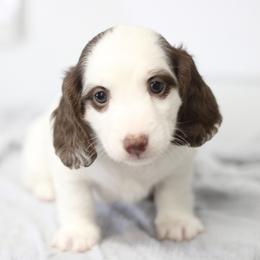 Lewis - Piebald male Dachshund puppy in Alto, Texas from Prima Dachshunds