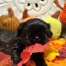 Dale - Black male Shih Tzu puppy in Sherman, Texas from Shannon’s Sugar Sweet Shih Tzu’s