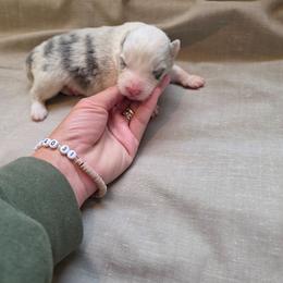 Lily - Slate merle female Border Collie puppy in Ripley, Oklahoma from Adventure5 Border Collies