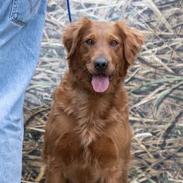 Golden Retriever Puppies from True Grit Golden Retrievers