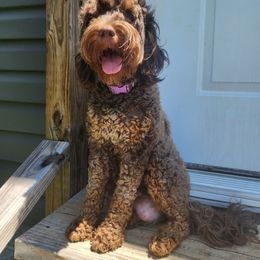 Bernedoodle puppies from Legacy Bostons and Goldendoodles
