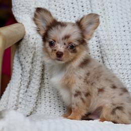 Merle Elvis 3850 - Merle male Chihuahua puppy in Beaumont, Texas from Down south pups