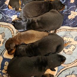 Girl 1 - Black and rust female Doberman Pinscher puppy in Vale, North Carolina from Von Katzenstein Kennel