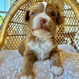 Boo - Red  female Goldendoodle puppy in Cannon County, Tennessee from Hilltop Doodles and Poodles