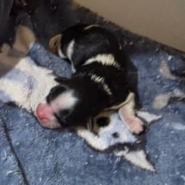 Girl 2 - Black and white female Shorkie puppy in White Pigeon, Michigan from Kathys Yorkie and Shih-tzu Cuties