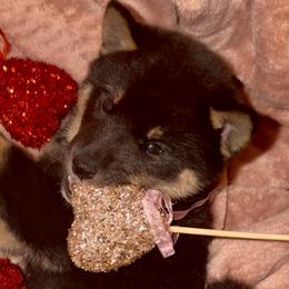 Hachi - Black and tan male Shiba Inu puppy in Clewiston, Florida from Animal Farm Shiba Inus & Mameshibas