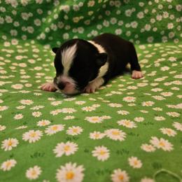 Sammy - Black tri male Toy Australian Shepherd puppy in Snowflake, Arizona from Halfpint Aussies