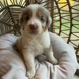 Lux - Red merle male Australian Shepherd puppy in Grants Pass, Oregon from Carmel Mountain Aussies
