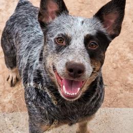 Silo (ASDR) - Red speckled female Australian Cattle Dog puppy in Marana, Arizona from Impact 3rd Australian Cattle Dogs