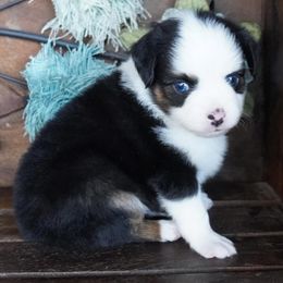 Boy 1 - male Miniature Australian Shepherd puppy in Lawton, Oklahoma from Lindsey’s Aussies