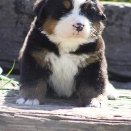 Purple female - Black rust and white female Bernese Mountain Dog puppy in Winigan, Missouri from Home Sweet Bernese