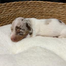 Pheobe - Dapple female Dachshund puppy in Sterling, Colorado from Country Chics Doxies
