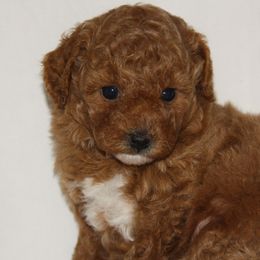 Australian Shepherd, Goldendoodle, and Poodle Puppies from 5AFarms