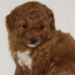 Australian Shepherd, Goldendoodle, and Poodle Puppies from 5AFarms