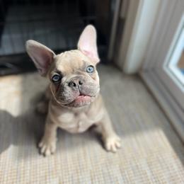 Pauly - Blue fawn male French Bulldog puppy in Hughesville, Maryland from Fox Run Farm
