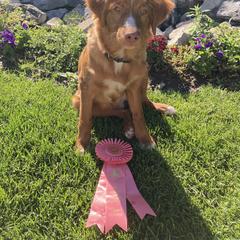 Nova Scotia Duck Tolling Retriever All Grown Up from Melinda Van's Nova Scotia Duck Tolling Retrievers