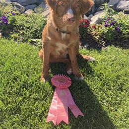 Nova Scotia Duck Tolling Retriever All Grown Up from Melinda Van's Nova Scotia Duck Tolling Retrievers