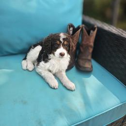 Bernedoodle, Goldendoodle, and Poodle Puppies from Beach Doodles