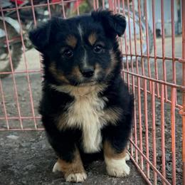 Dano - Black tri male Miniature Australian Shepherd puppy in Lakeport, California from Akins Aussies/Wild Rose Ranch