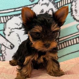 Pyper - Black and tan female Yorkshire Terrier puppy in Hot Springs, Arkansas from Blissful_Yorkies