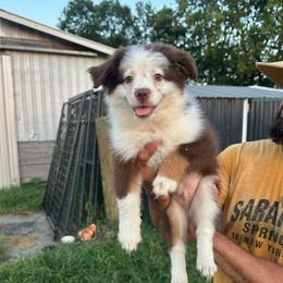 Rooster - Red tri male Toy Australian Shepherd puppy in Needham, Indiana from Tiny Toy Aussies