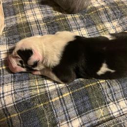 Matcha - Harlequin female Great Dane puppy in Marlow, New Hampshire from Fox Hill Danes
