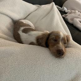 Dachshund and Miniature Schnauzer Puppies from The Bossy Doxie Farm
