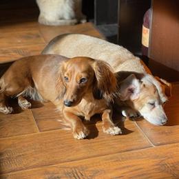 Dachshunds from Emory Farm Dachshunds