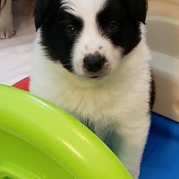 Border Collie and Maremma Sheepdog Puppies from 2J 2K Border Collies