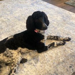 Tika - Poodle