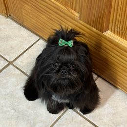 Ozzy - Shih Tzu