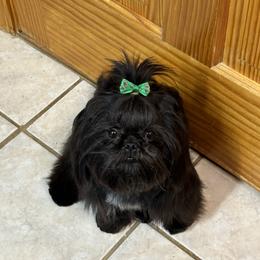 Ozzy - Shih Tzu