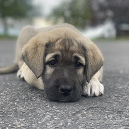 Anatolian Shepherd Dog Puppies from Wild Rooster Family Farm – AKC Anatolian Shepherd Breeder, OFA Health Tested