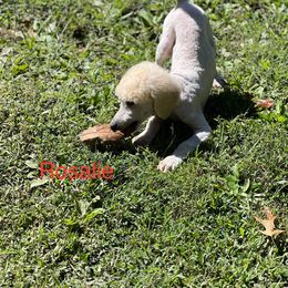 Rosalie - Poodle puppy from Shepherd's Run Aussies and Poodles
