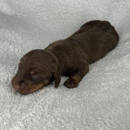 Wilma - Chocolate and tan female Dachshund puppy in Mocksville, North Carolina from The Dachs of Hazzard Dachshunds